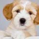 cute puppy