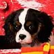 cute puppy 2