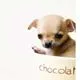 cute puppy 3