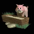 pig<3