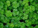 clover patch