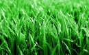 grass