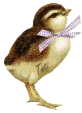 Cute Chicken