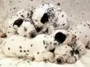 dalmations