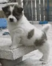 Dogs-Bangkaew