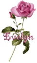 evelyn names