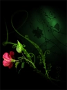 rose