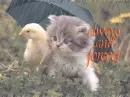 Rainy Day Friends