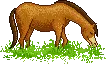horse