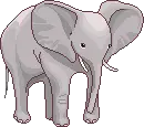 elephant