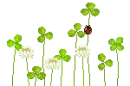 clover