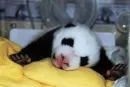 baby panda