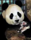 panda
