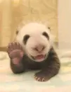 baby panda
