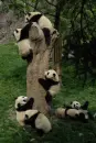 climbing pandas
