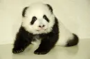baby panda