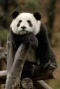 relaxing panda