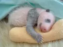 baby panda