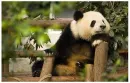 resting panda