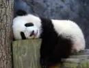 sleepy panda