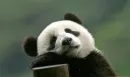 sleepy panda