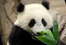 panda eating
