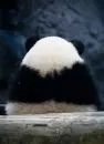 back of panda