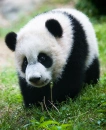 walking baby panda