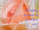 Peach Rose
