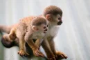 monkeys