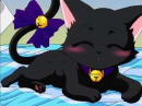 ichigo cat