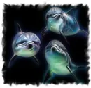 dolphins