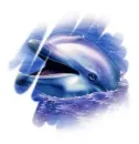 dolphin