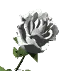 Blooming rose