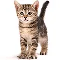 kitten