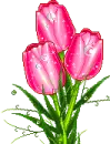 Pink tulips