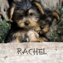 rachel