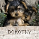 puppy