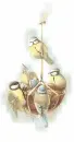 birds-on-coconut
