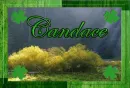 Candace