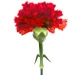 One Flower