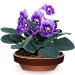 Violet
