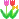  tulip 