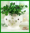 clover