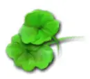 clover