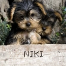 puppy
