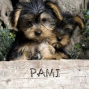 puppy
