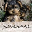 puppy
