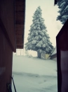 Lovely Tree