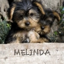 puppy